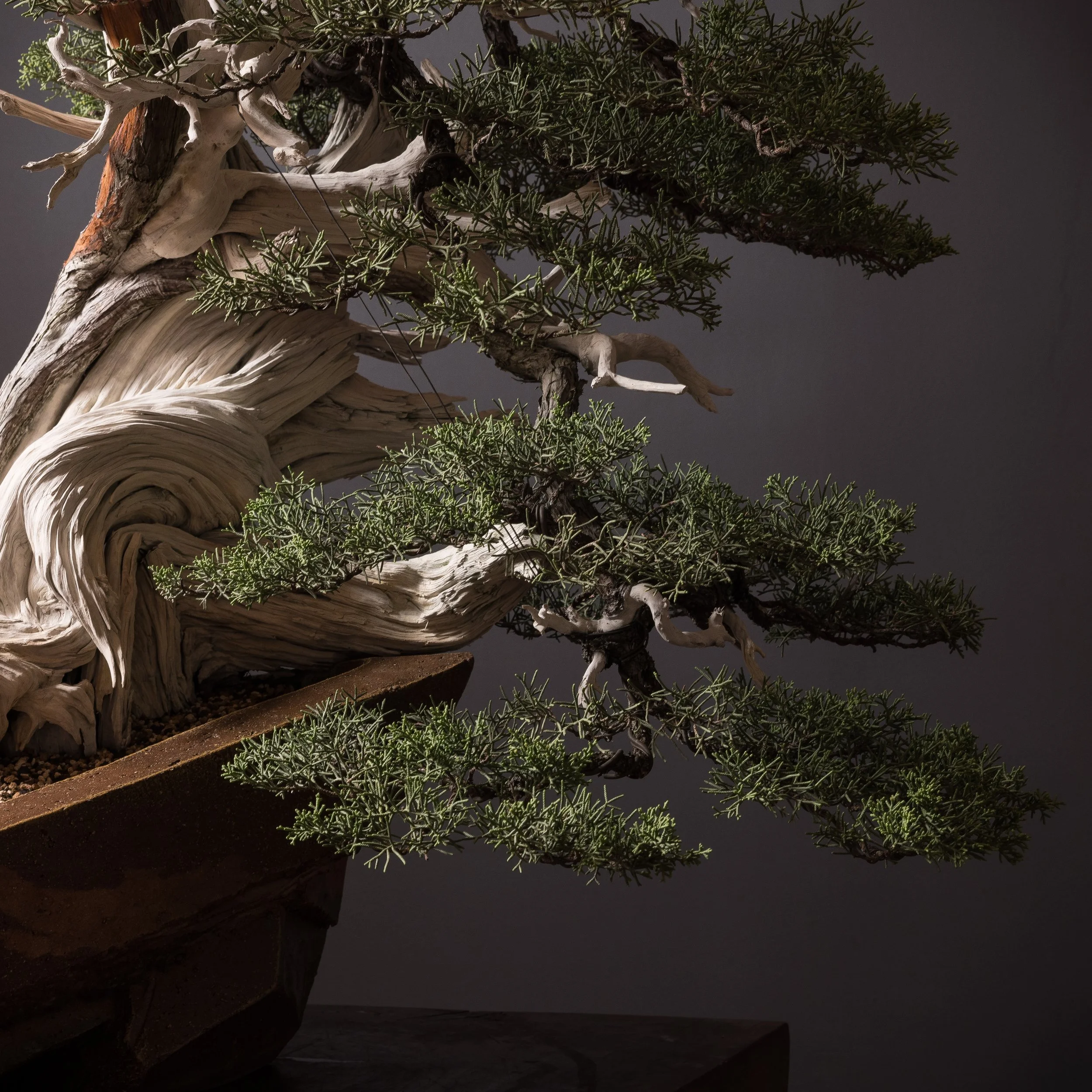 01.17.2025_16128_California Juniper_Full res-3.jpg