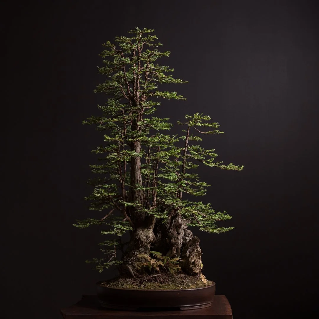 11.17.2021_16174_Coastal Redwood_Med Res-1.jpg