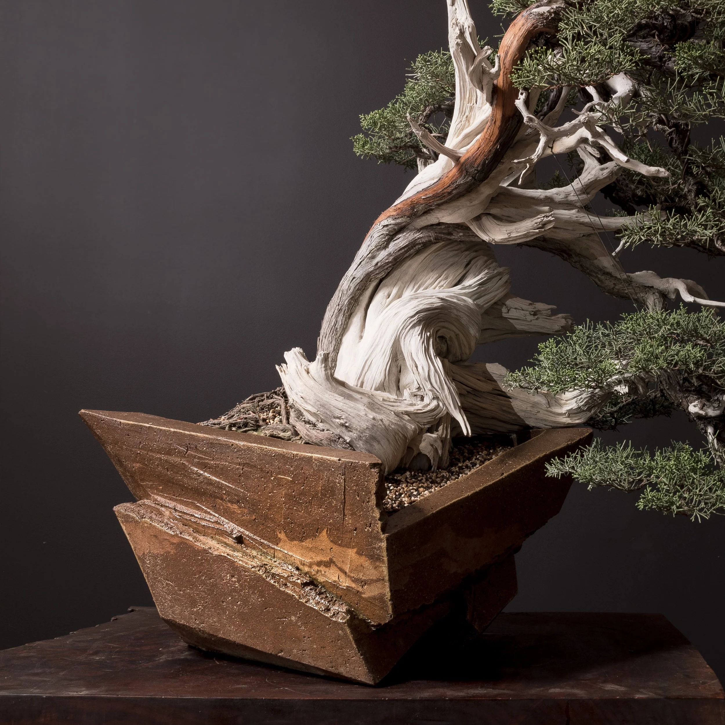 01.17.2025_16128_California Juniper_Full res-2.jpg