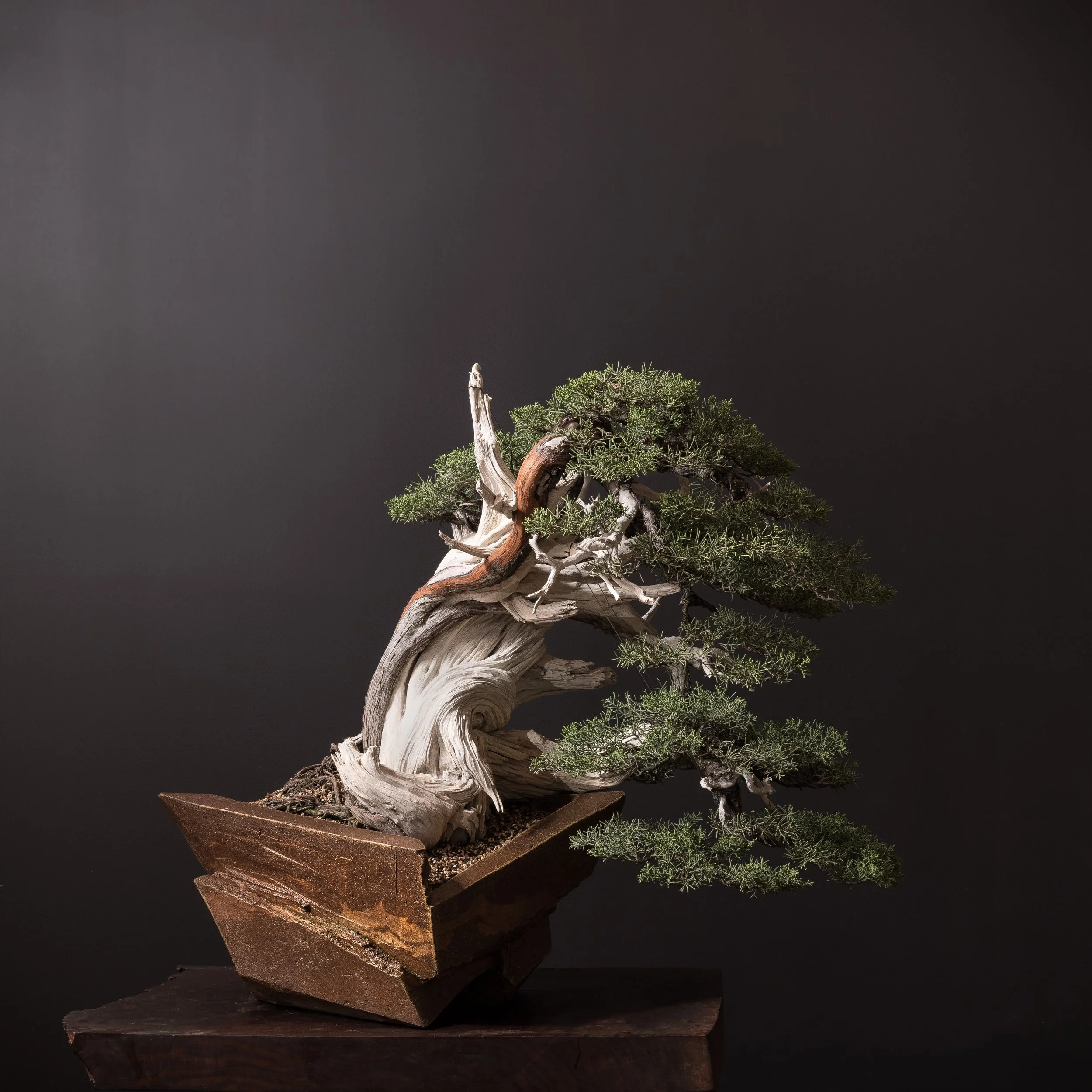 01.17.2025_16128_California Juniper_Full res-1.jpg