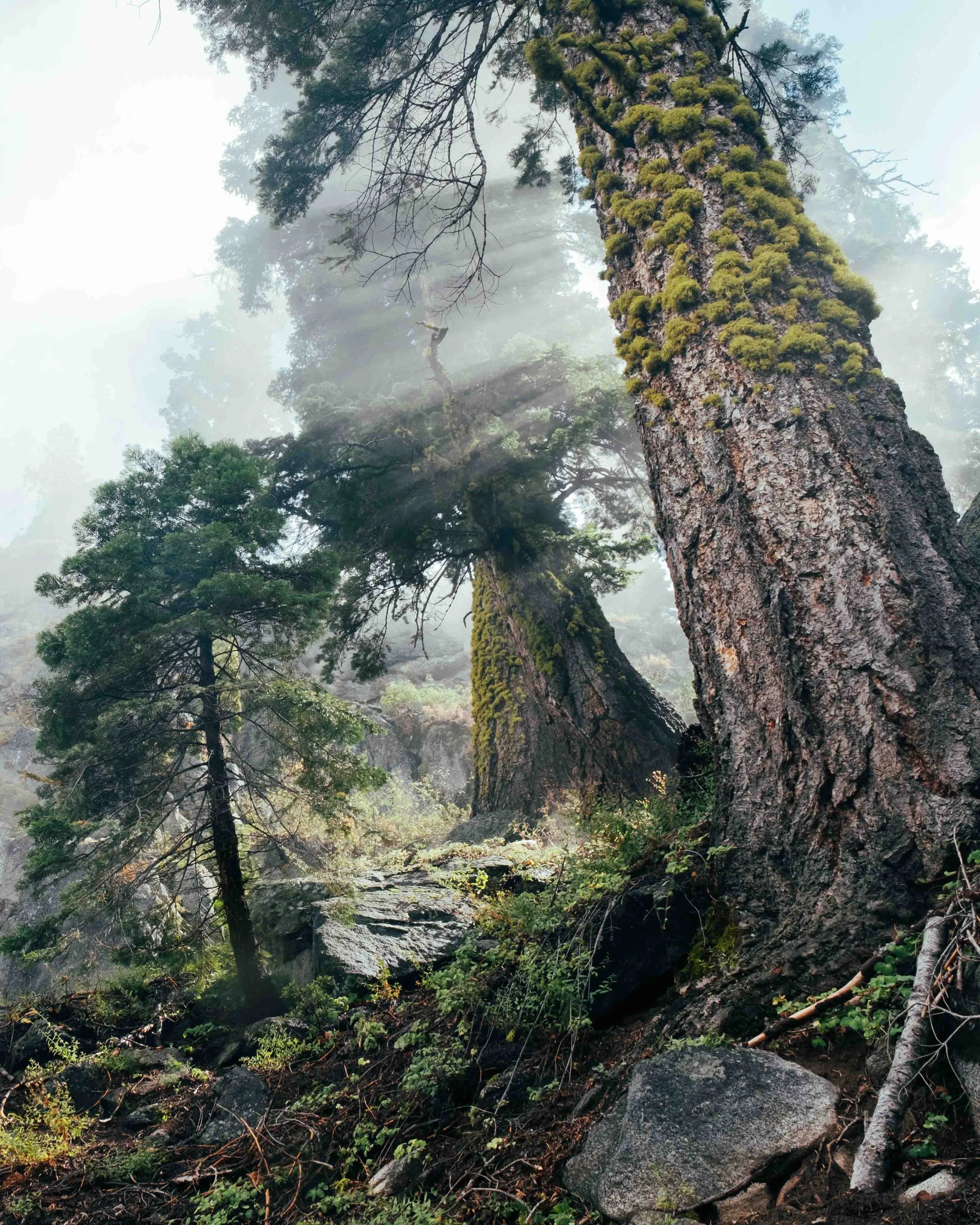 Mirai test yosemite-1.jpg