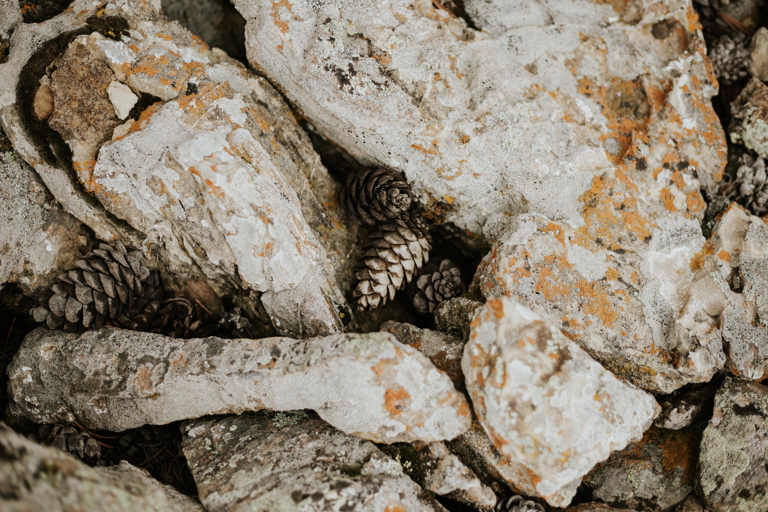 2022_Rockies MiW_Bonsai Mirai_Full Res-63.JPG