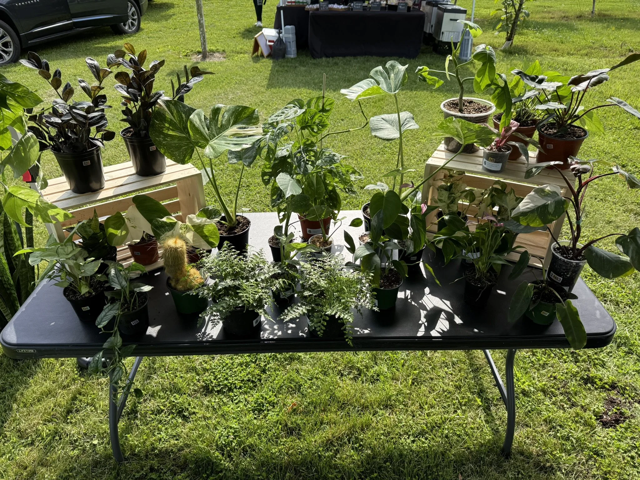 We attended a Pet Adoption Event at Wea Creek Orchard that invited vendors with Pet Friendly Products. We brought Pet Friendly plants as well as information on Pet Friendly plants.