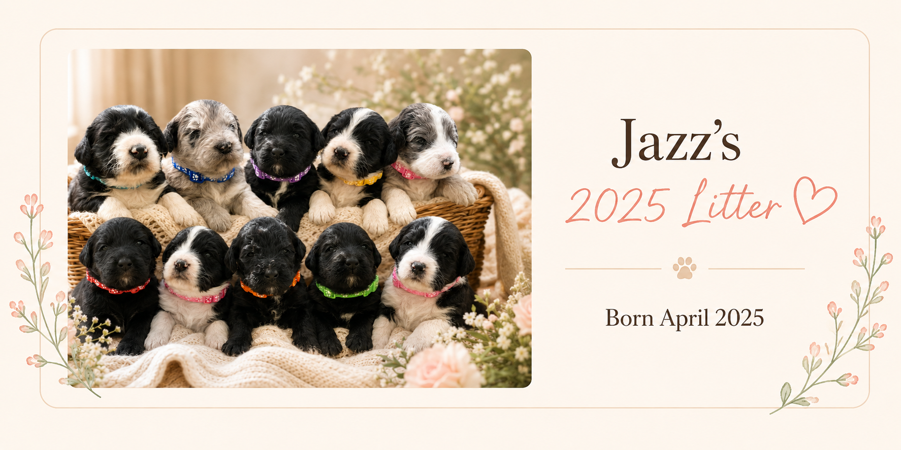 A group of adorable puppies, some with black, white, and gray fur, wearing colorful collars, sitting inside a woven basket and on a soft blanket surrounded by flowers, with a greeting card indicating they are part of Jazz's 2025 litter, born in April 2025.