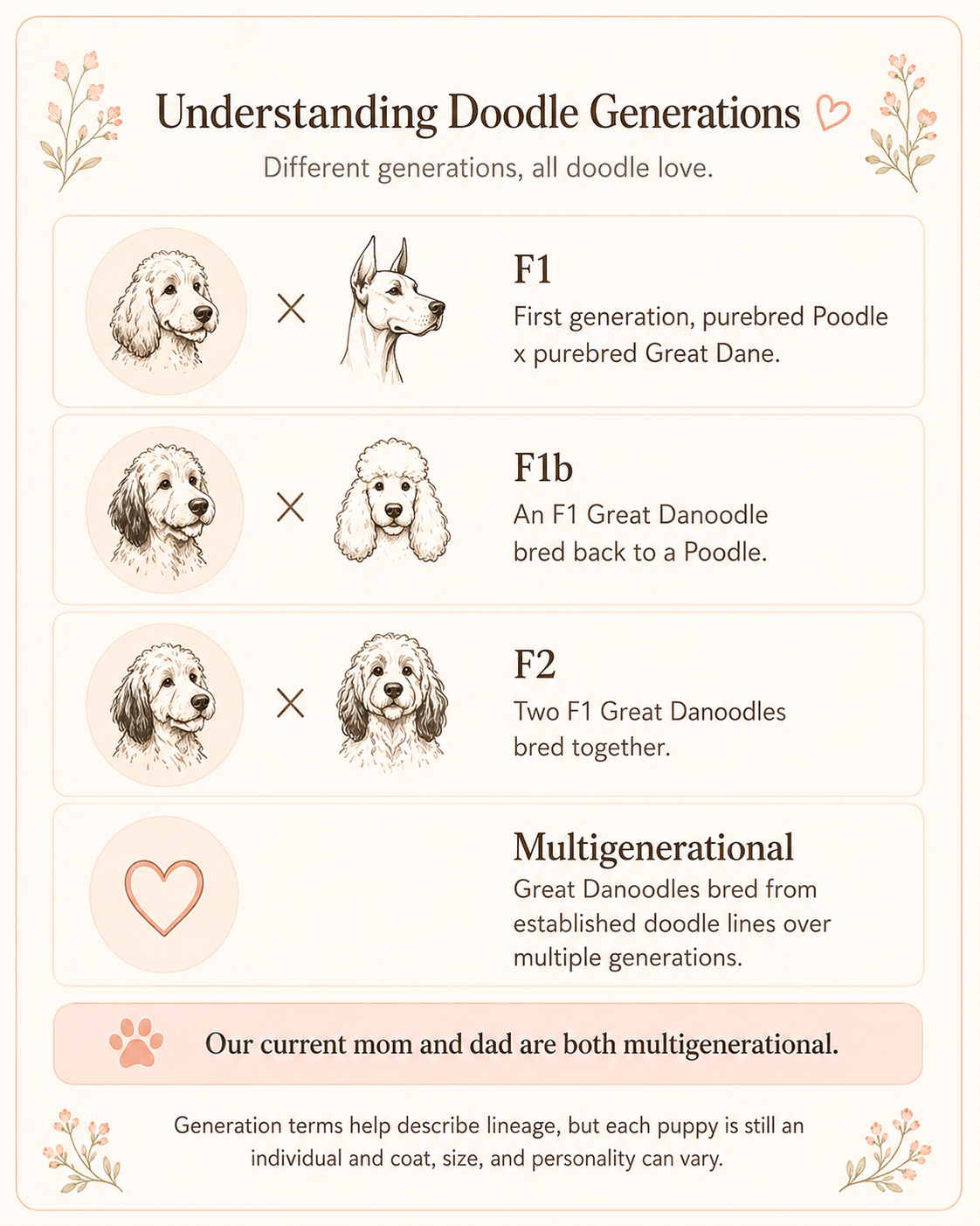 Diagram illustrating the generations of Great Doodles, a mixed breed dog. The first generation shows a purebred Poodle cross with a purebred Great Dane, labeled F1. The second generation shows an F1 Great Dane bred back to a Poodle, labeled F1b. The third generation shows two F1 Great Danoodle parents bred together, labeled F2. A multigenerational diagram explains that Great Doodles are bred from established doodle lines across multiple generations. The bottom note states that the current mom and dad are both multigenerational. Decorative floral accents are in the corners.