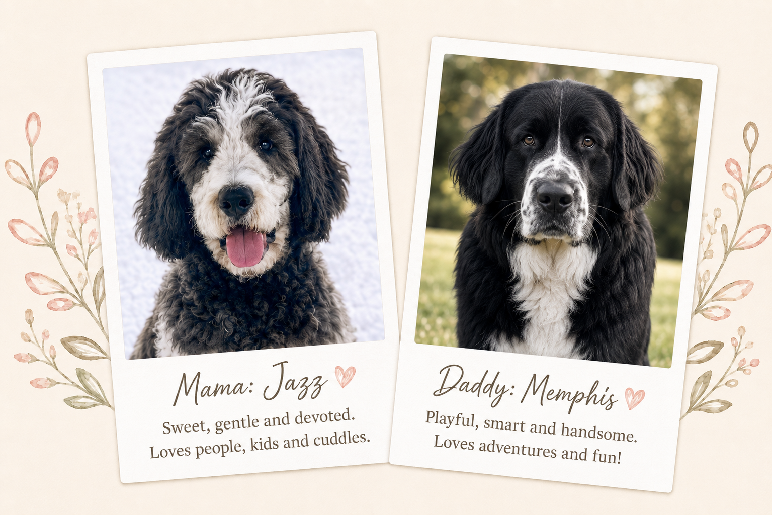 Two polaroid-style photos of dogs with captions. The left photo features a curly-haired dog with a happy expression, labeled 'Mama: Jazz,' with a description of her sweet, gentle, and loving personality. The right photo shows a black and white dog with a serious expression, labeled 'Daddy: Memphis,' with a description of being playful, smart, and adventurous.