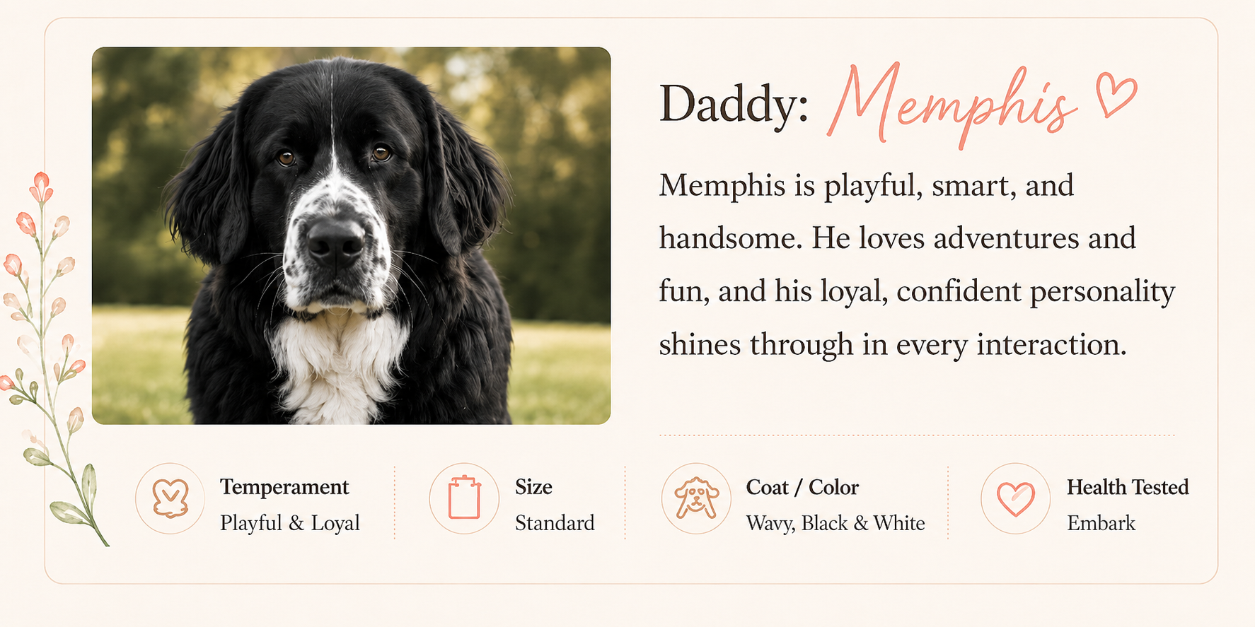 A digital profile card featuring a black and white English Springer Spaniel puppy named Memphis, with a background of a grassy field and trees. The card highlights Memphis' personality traits, coat color, size, health status, and his playful, loyal character.