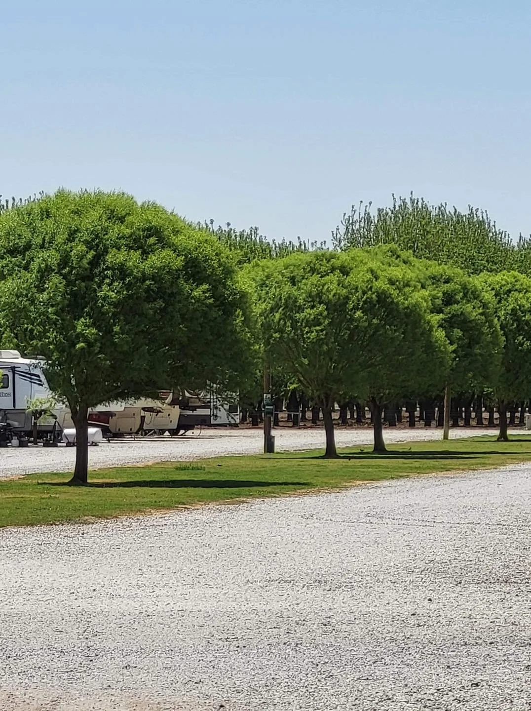 A row of green-leafed trees on a grassy area with a gravel ground in the foreground, and a row of RVs parked behind the trees under a clear blue sky.
