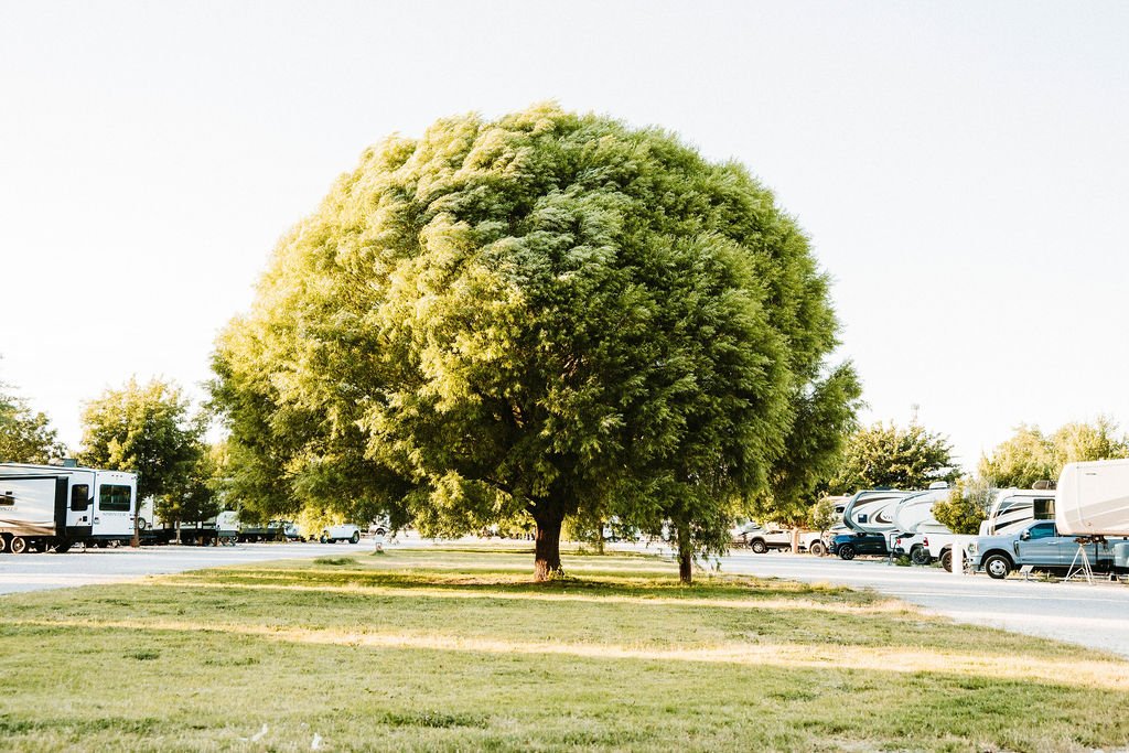 A large green tree with a full, rounded canopy standing on a grassy area, with parked RVs and cars in the background under a bright sky.