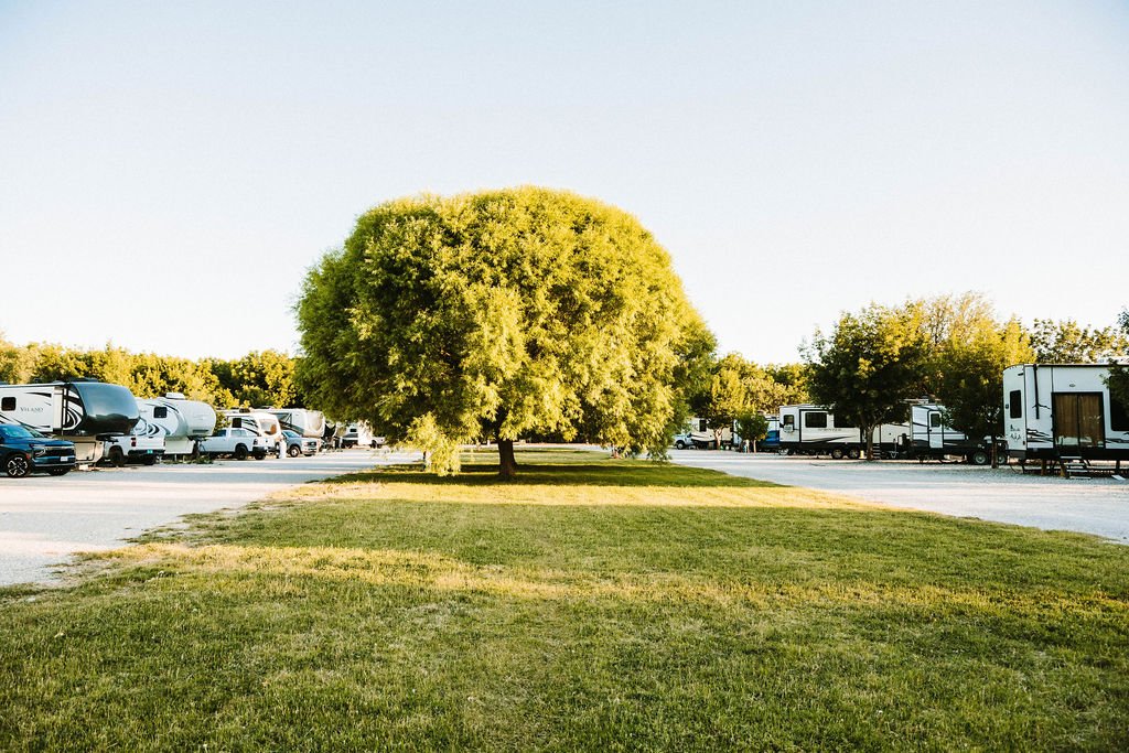 A large, round green tree in the center of a grassy area inside a parking lot, with RVs and cars parked along the lot's perimeter and a clear sky overhead.