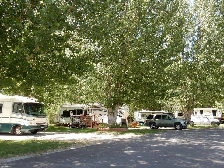 A row of recreational vehicles and a car parked under large green trees in a campground or park area.