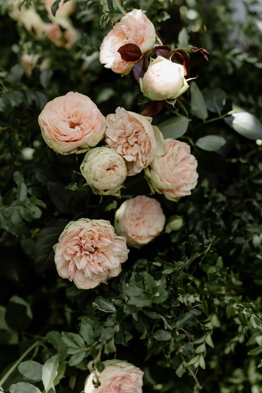 CHARLOTTEANDMITCH-8446.jpg