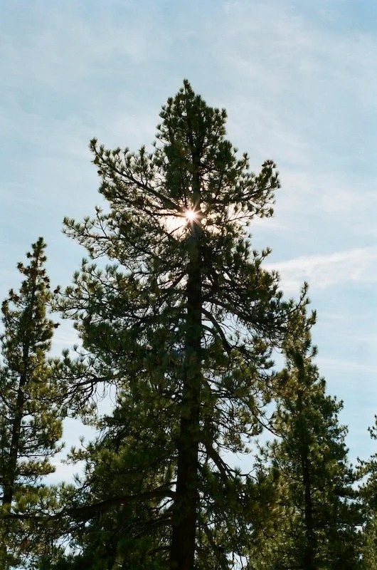 Tall pine in Gresham, OR