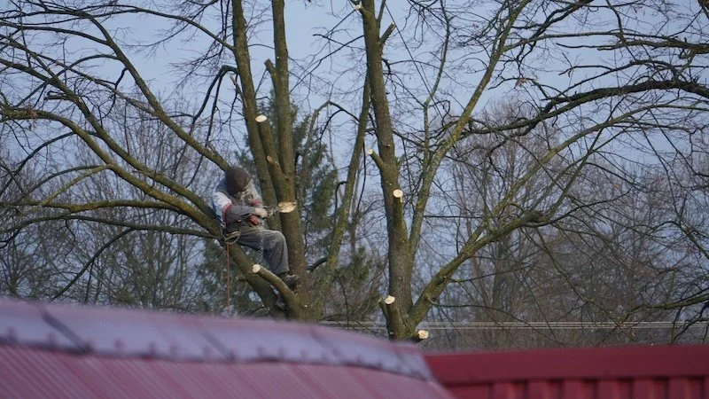 Arborist Tree Trimming in Gresham, OR