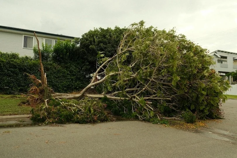 Why Do Trees Fall So Easily in Pacific Northwest Windstorms?
