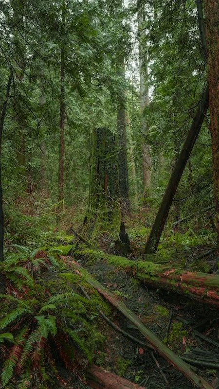 Pacific Northwest forest trees