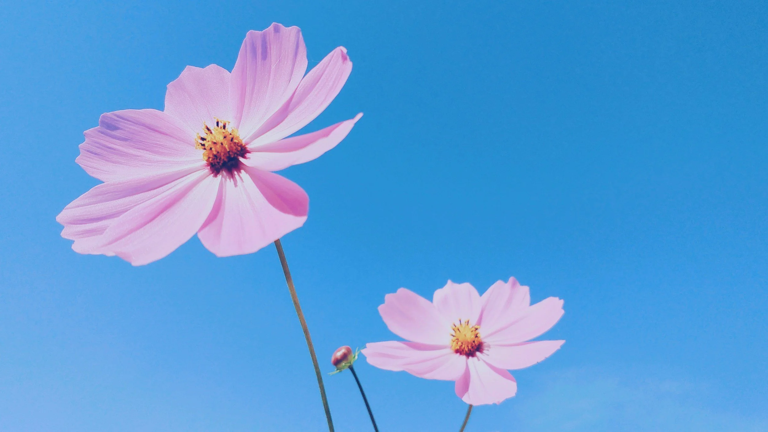 Two pink cosmos flowers with yellow centers against a clear blue sky.