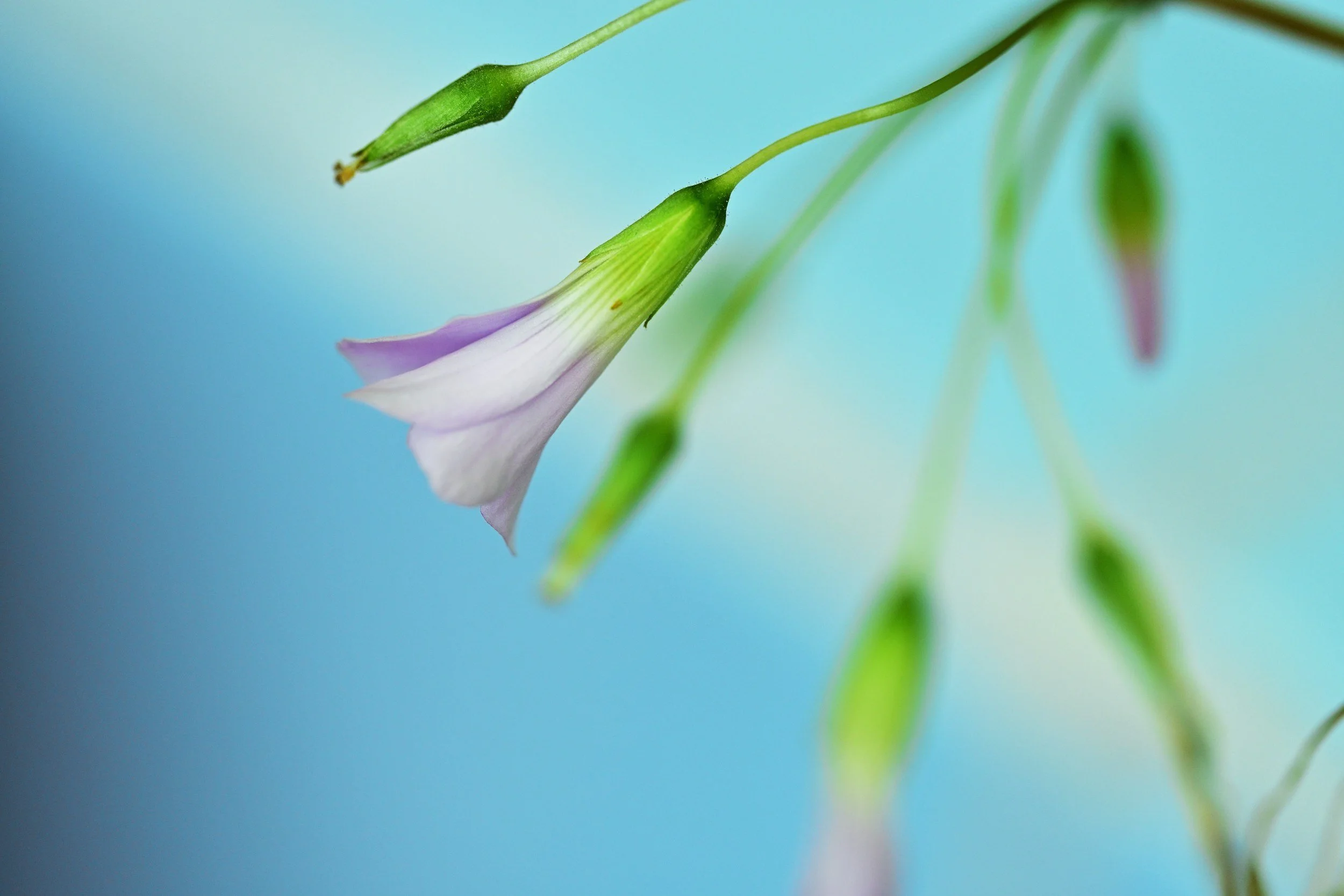 A close-up of a delicate, pale purple and white flower hanging downward with a focus on the petals and green stem against a blurred blue and green background.