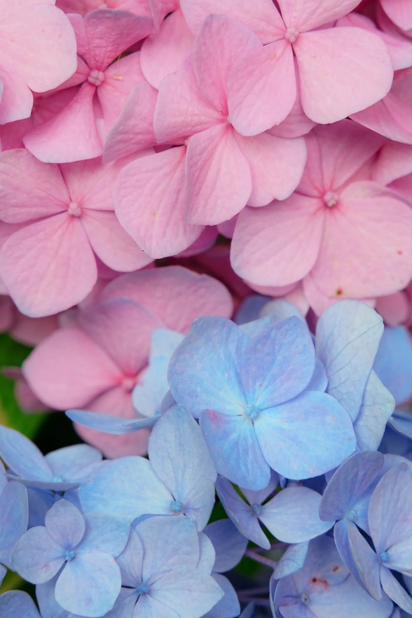 Close-up of pink and blue hydrangea flowers.