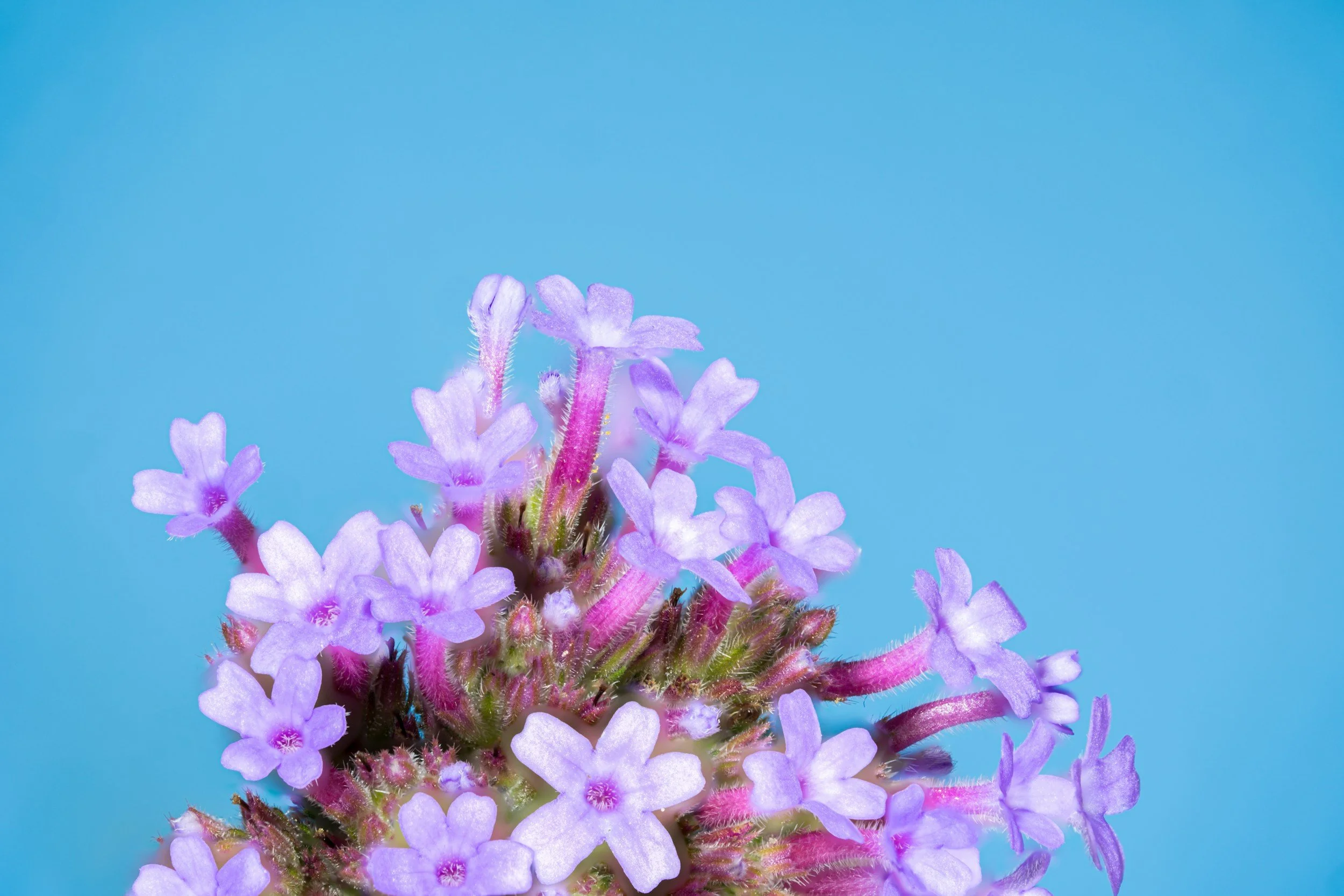 A close up view of pink flowers on a blue background