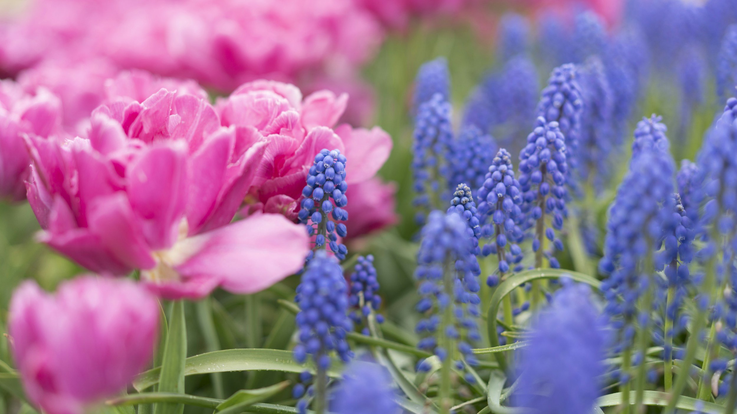 Pink and blue flower buds