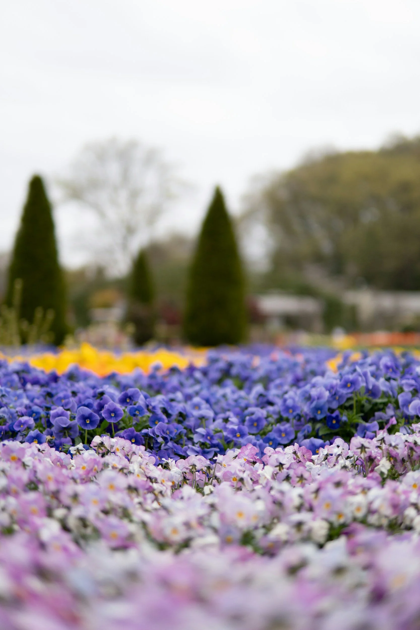 A field of blue flowers with trees in the far distance