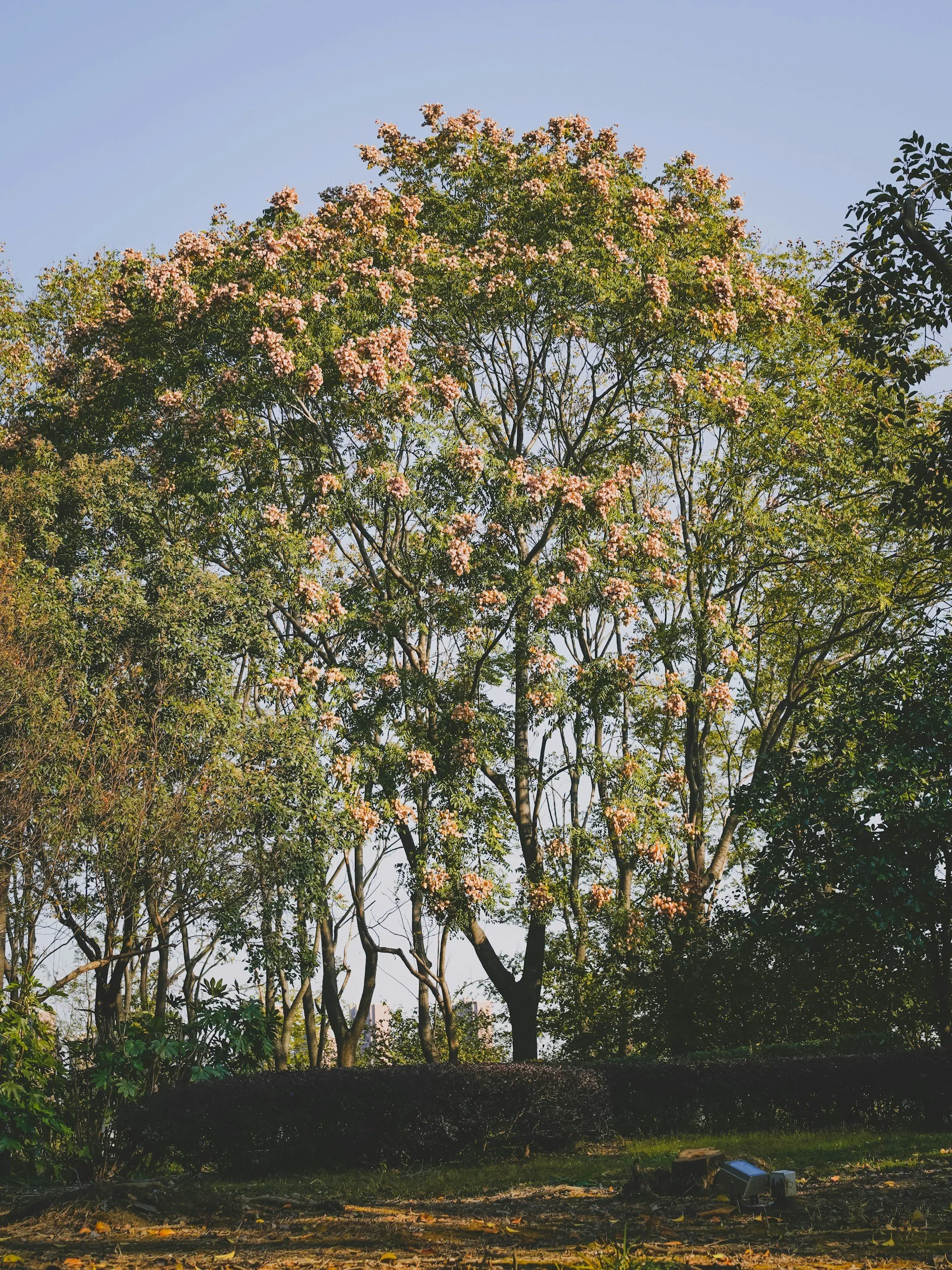 Tall flower laden trees on a sunny day