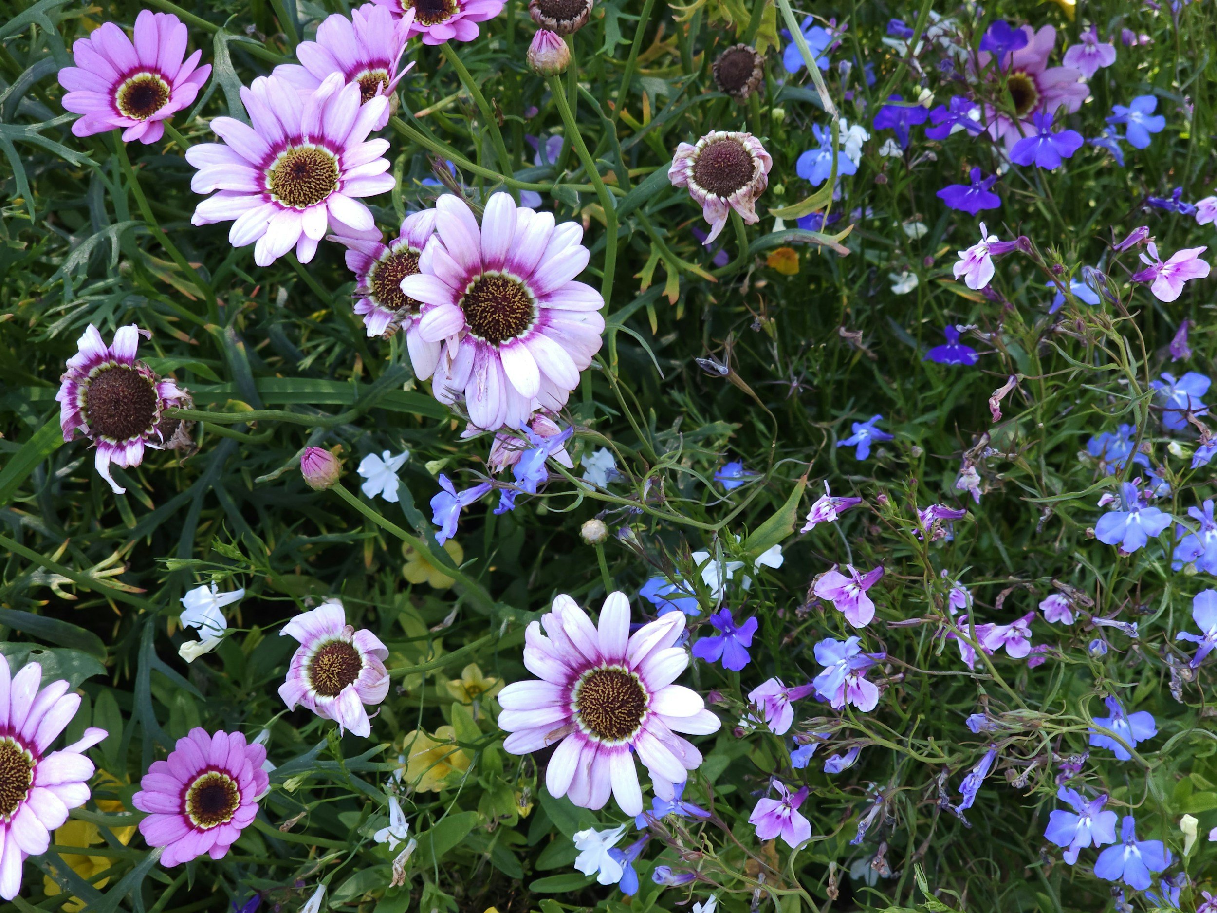 Flowers of many sizes, colors and hues