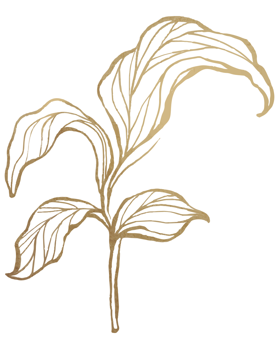 Gold outline of a plant with multiple large leaves.