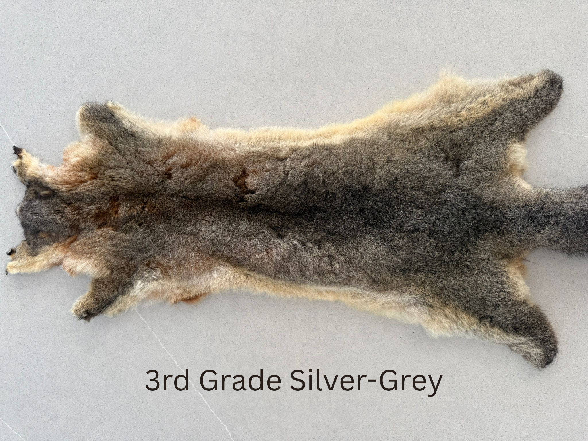 3rd Grade Silver Grey Possum Skin Horizontal Image.png