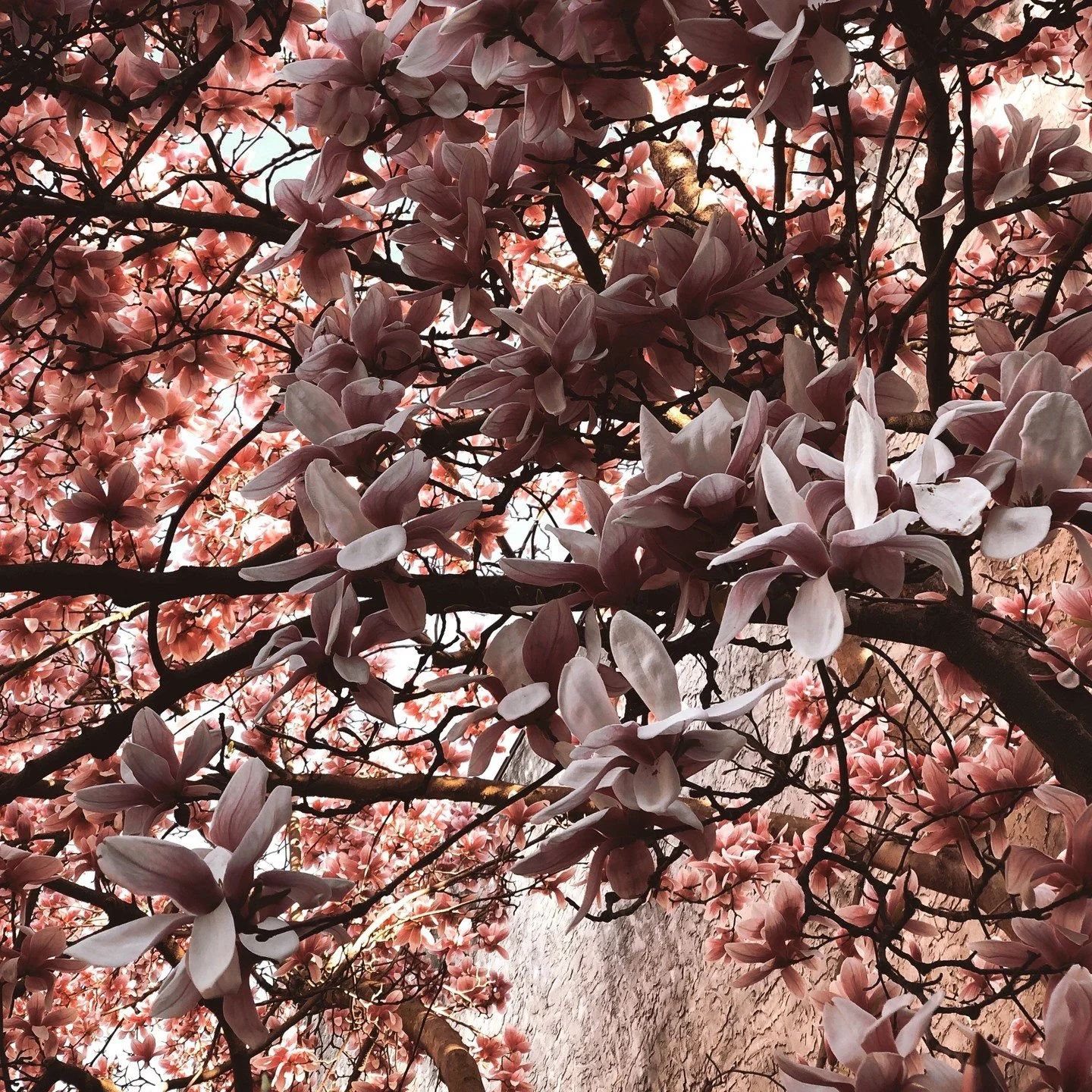 Cherry blossoms in Philly will reportedly be right on time 🌸 despite the unusually cold winter