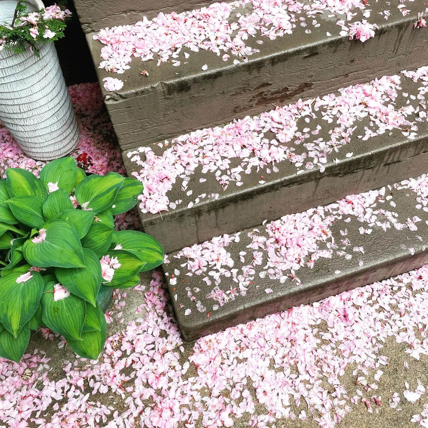 Sorry for your allergies 🌸 but it was a great cherry blossom season