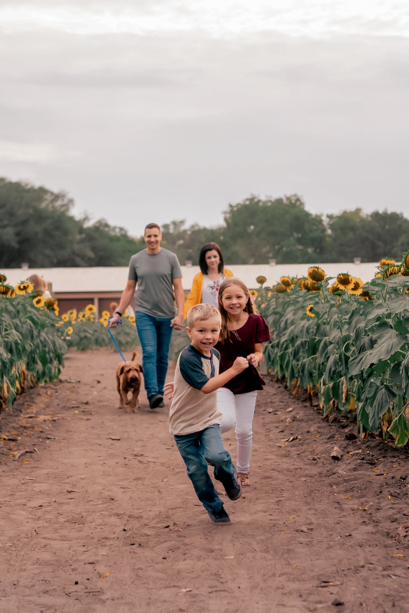 Family of four with a dog running in sunflower field on a dirt path during daytime.