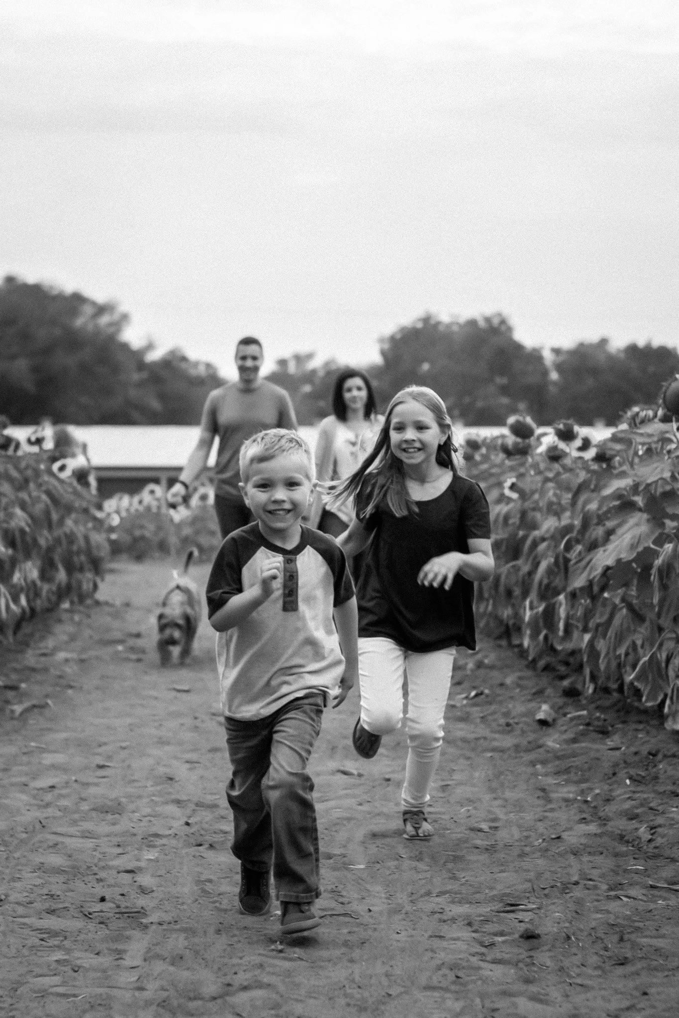 Children and adults running through a sunflower farm on a cloudy day.