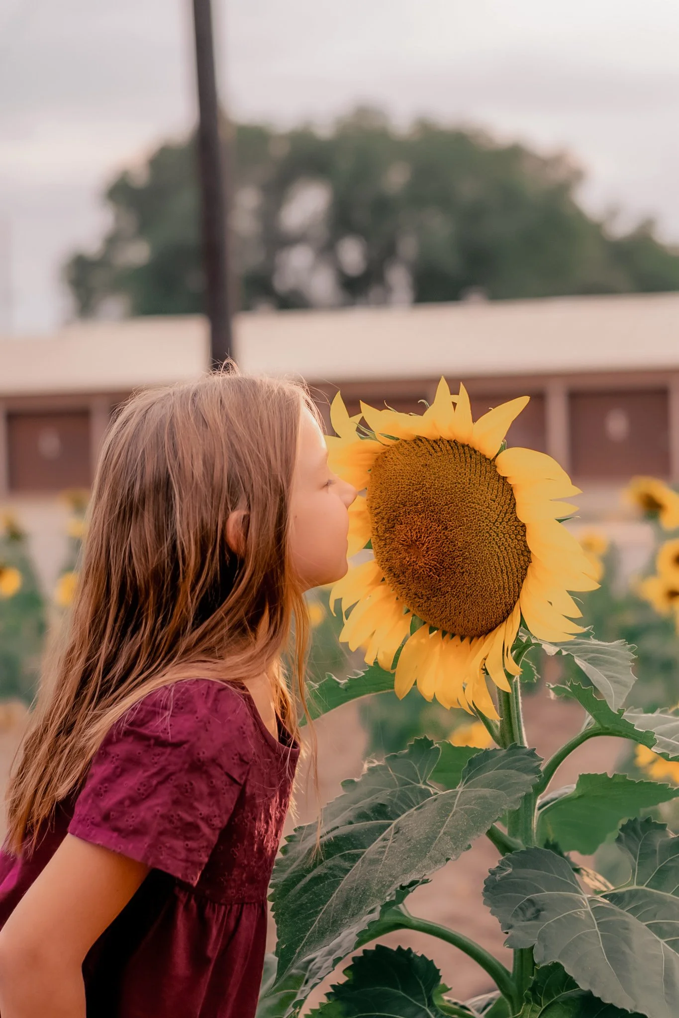 A young girl with long brown hair in a maroon dress is smelling a large sunflower in a sunflower field.