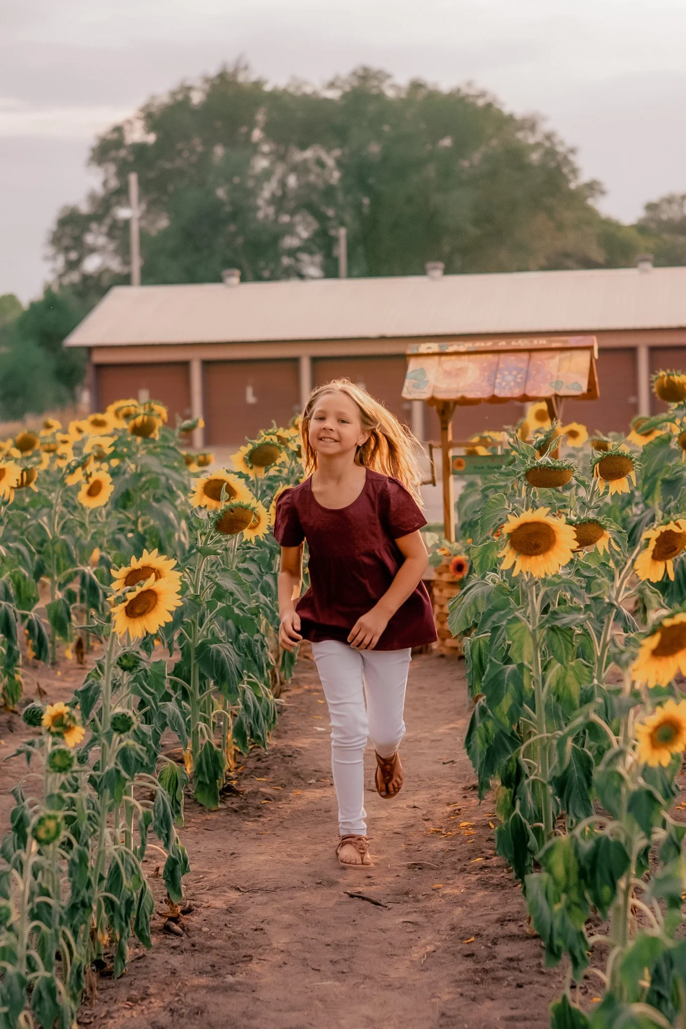 A young girl with blonde hair, wearing a maroon top and white pants, running through a sunflower field at sunset.