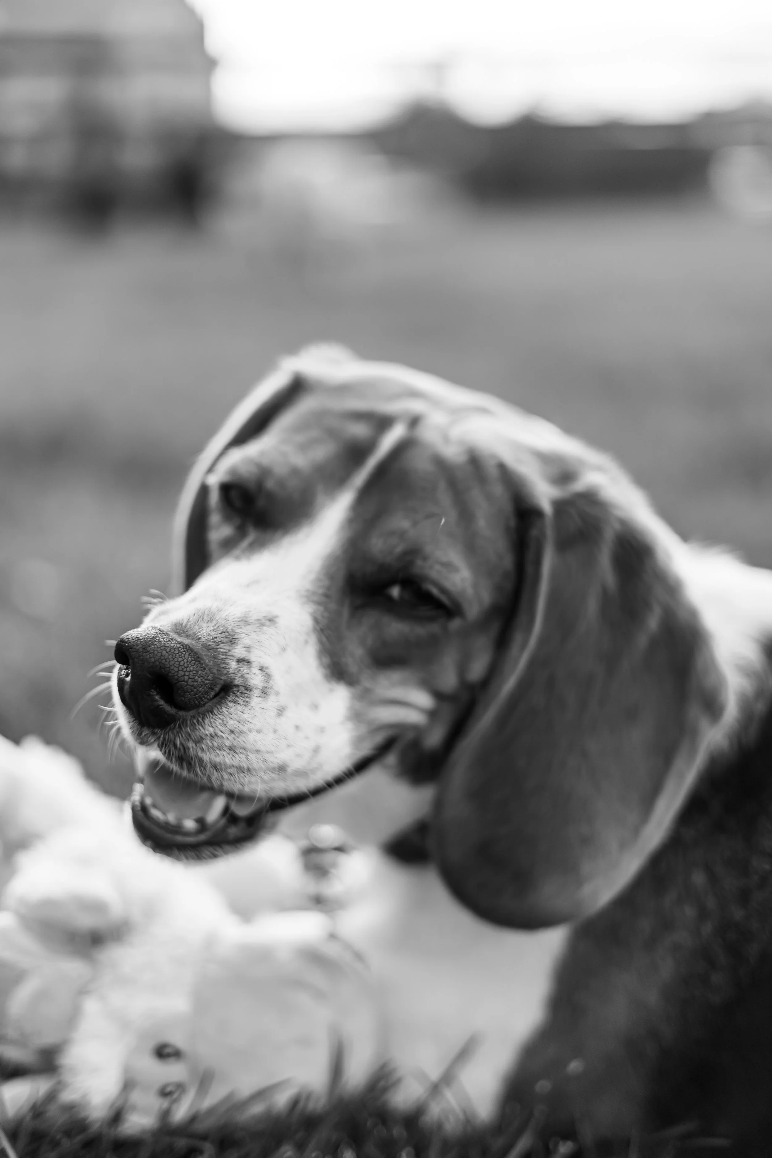 A black and white photo of a Beagle dog lying on grass, with a playful expression and a toy in front of it, outdoors with blurred background.
