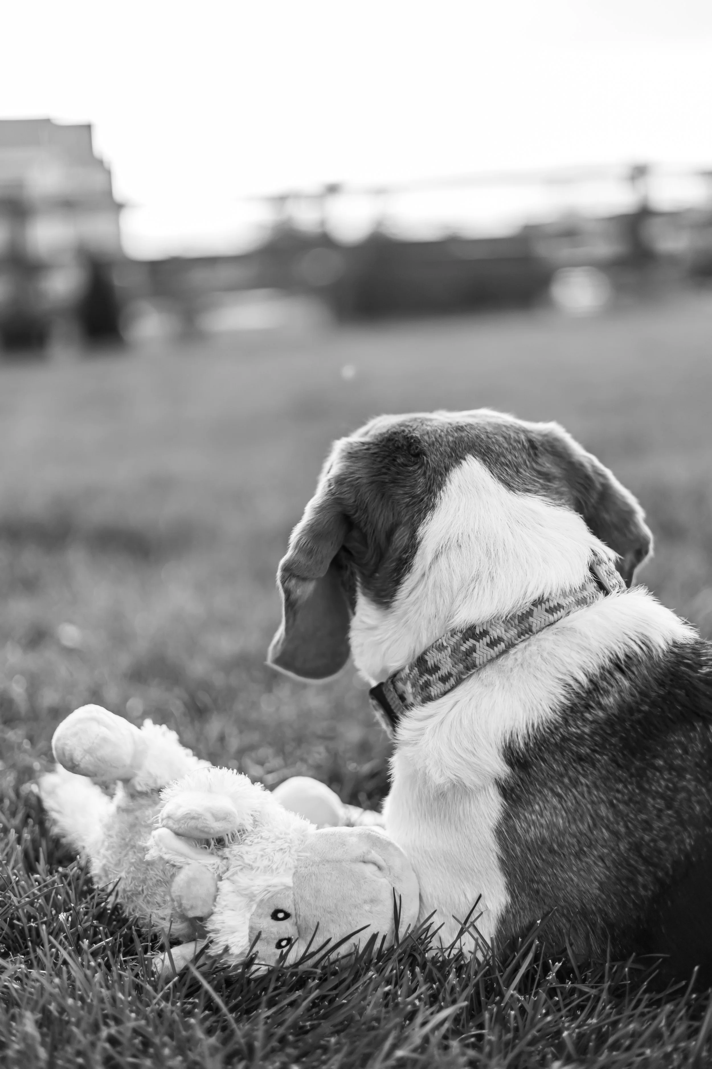 A dog with a collar sitting on the grass next to a stuffed animal, with a blurred background of buildings and boats.