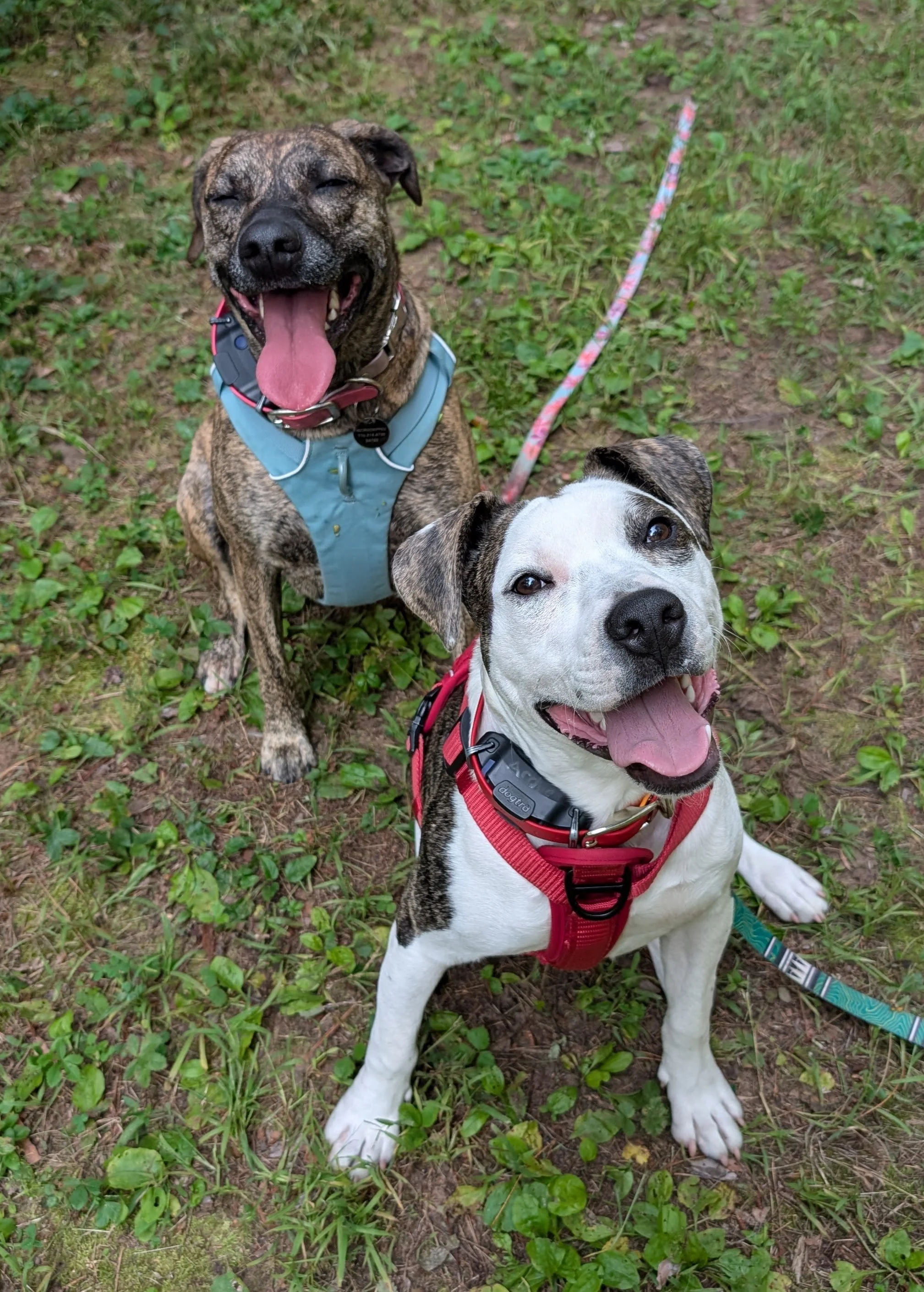 two brindle dogs outside wearing harnesses