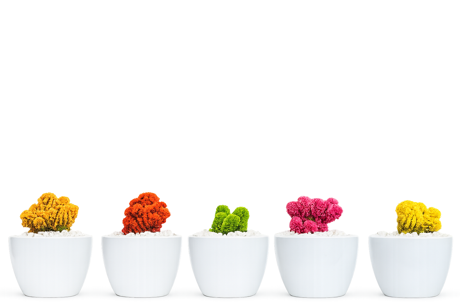 Five white flower pots with colorful flowering plants, arranged in a row with yellow, orange, green, pink, and yellow flowers, set against a vibrant, digitally enhanced abstract background.