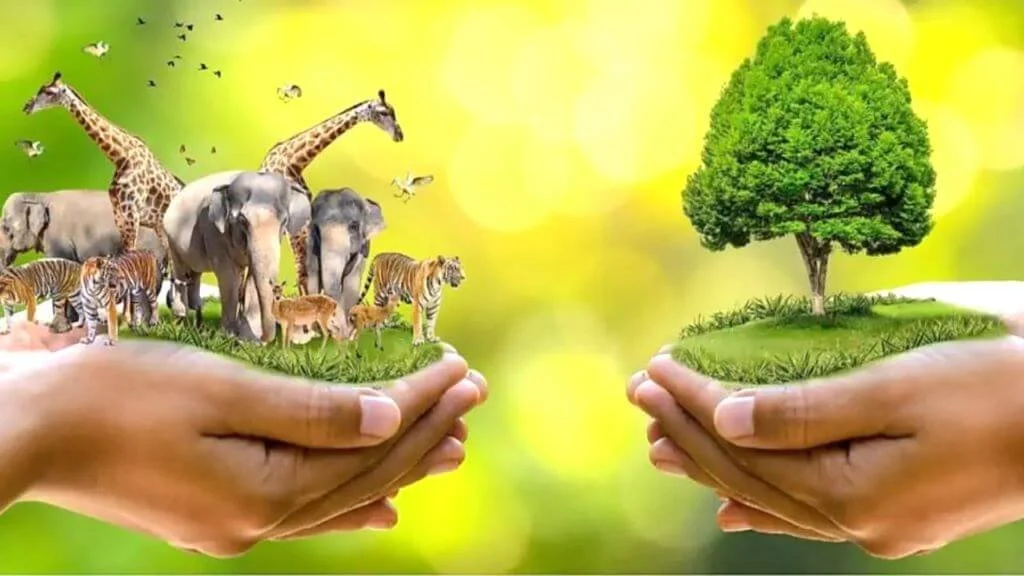 environmental stewardship