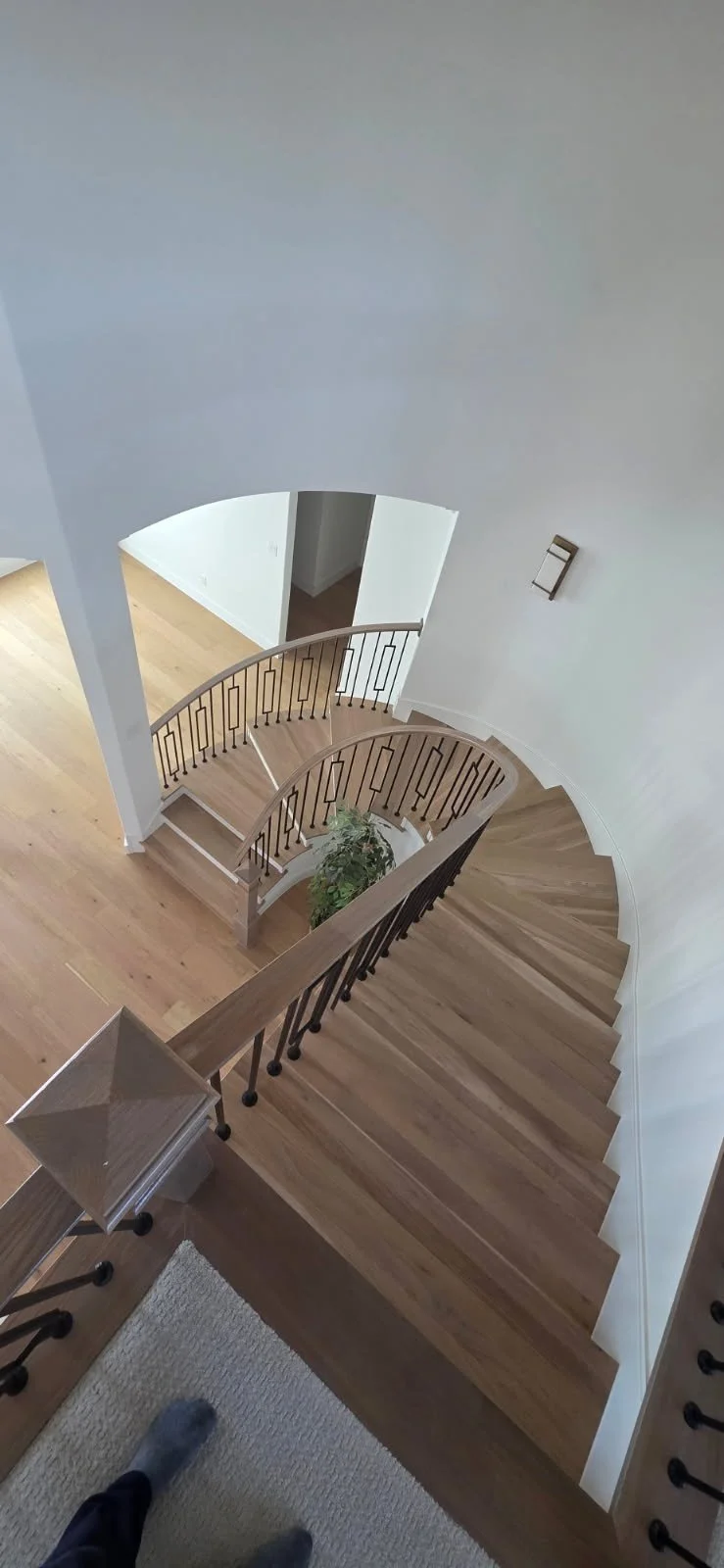 View of a curved wooden staircase with black railings, seen from the top, with a potted plant at the bottom and white walls.