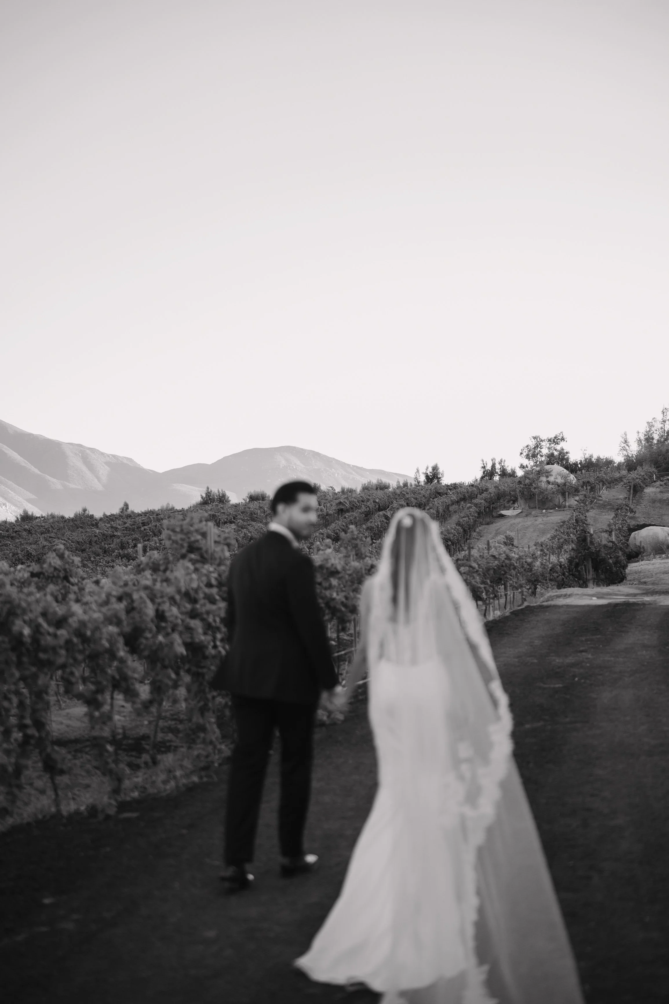 A black and white photo of a bride and groom holding hands, walking along a path in a vineyard with mountains in the background. Wedding Photography in Valle de Guadalupe, Ensenada, Baja California.
