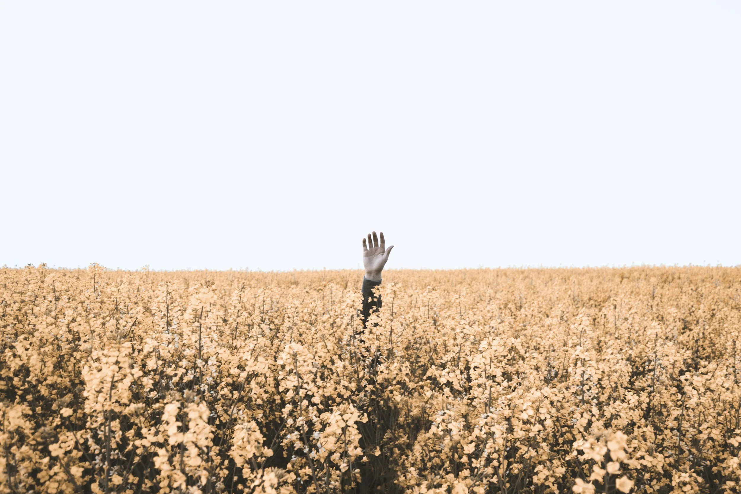 A person’s hand and arm rising above a yellow flowering field, with the rest of the person obscured by flowers.