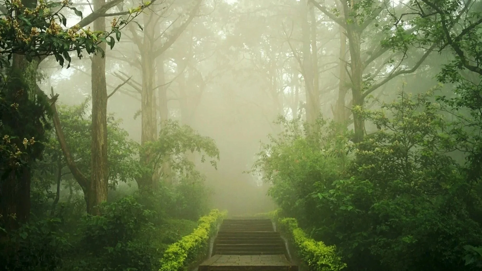 Foggy forest trail with steps surrounded by lush green trees and bushes.