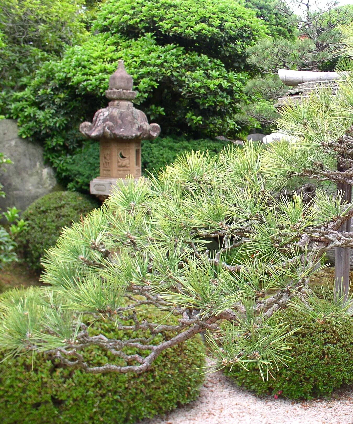Japanese Black pine in Zen garden with Stone lantern