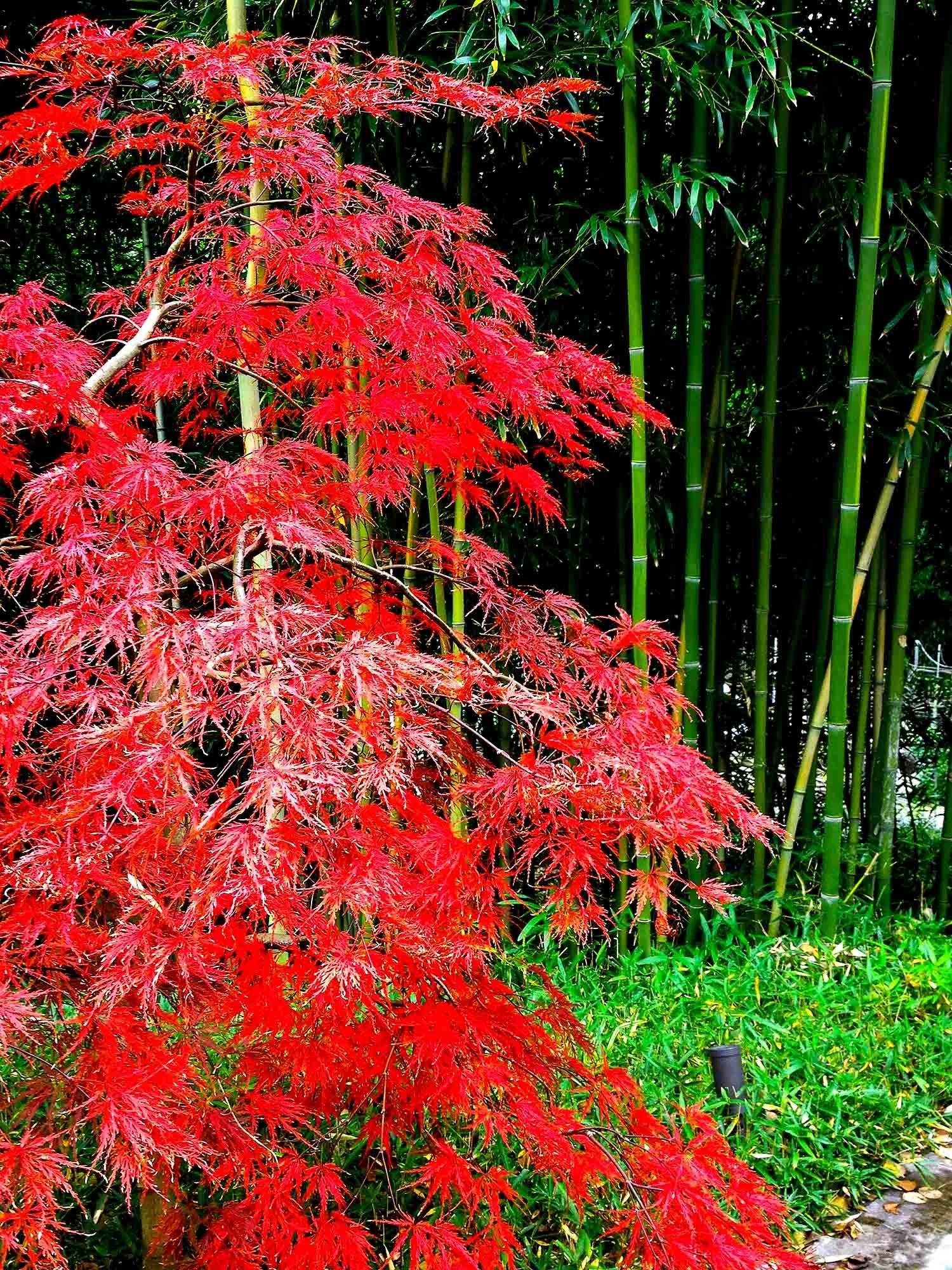 Weeping Japanese maple against backdrop of bamboo grove