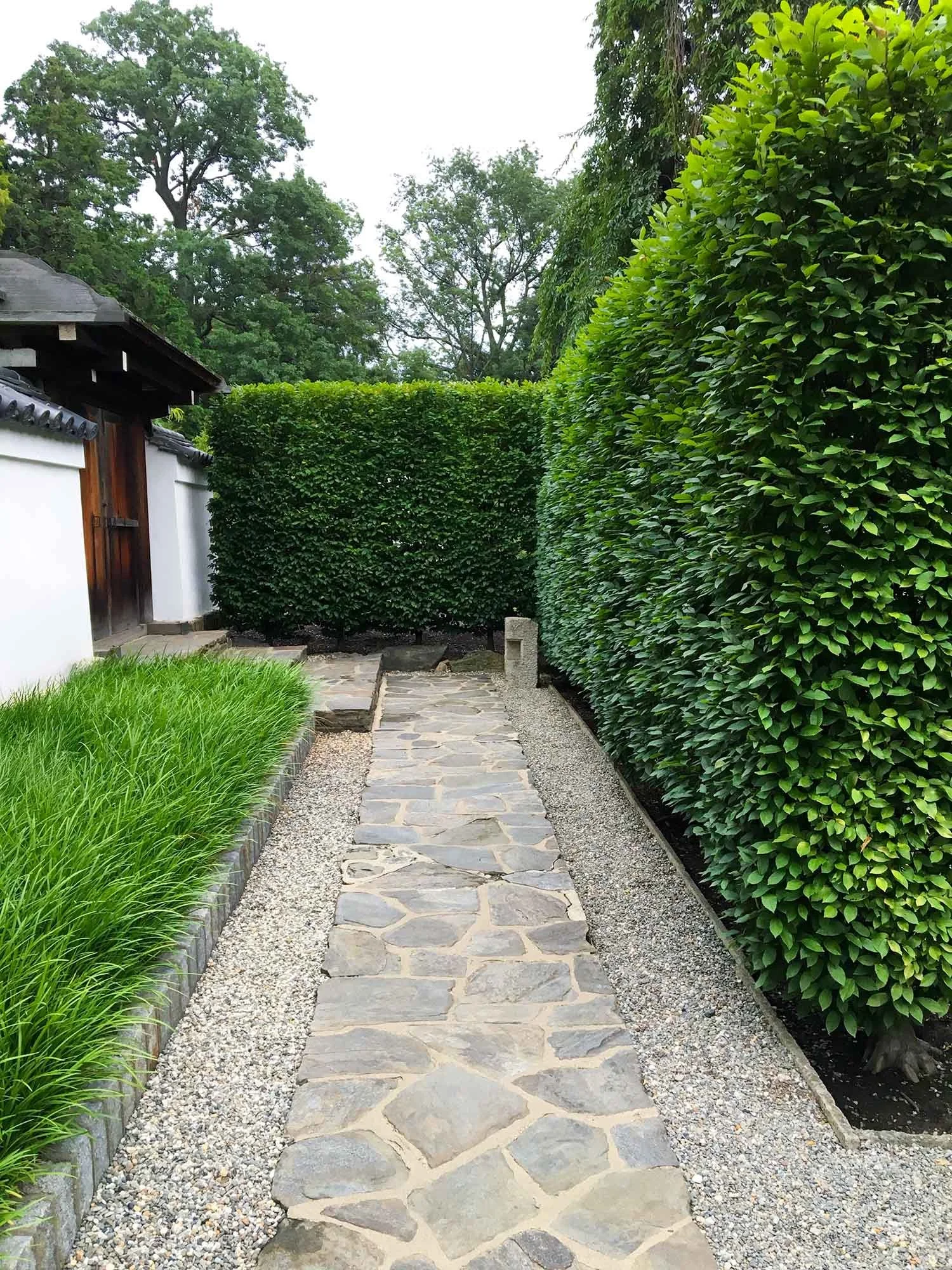 Hedge for Japanese Entrance garden with stone walkway and wooden gate