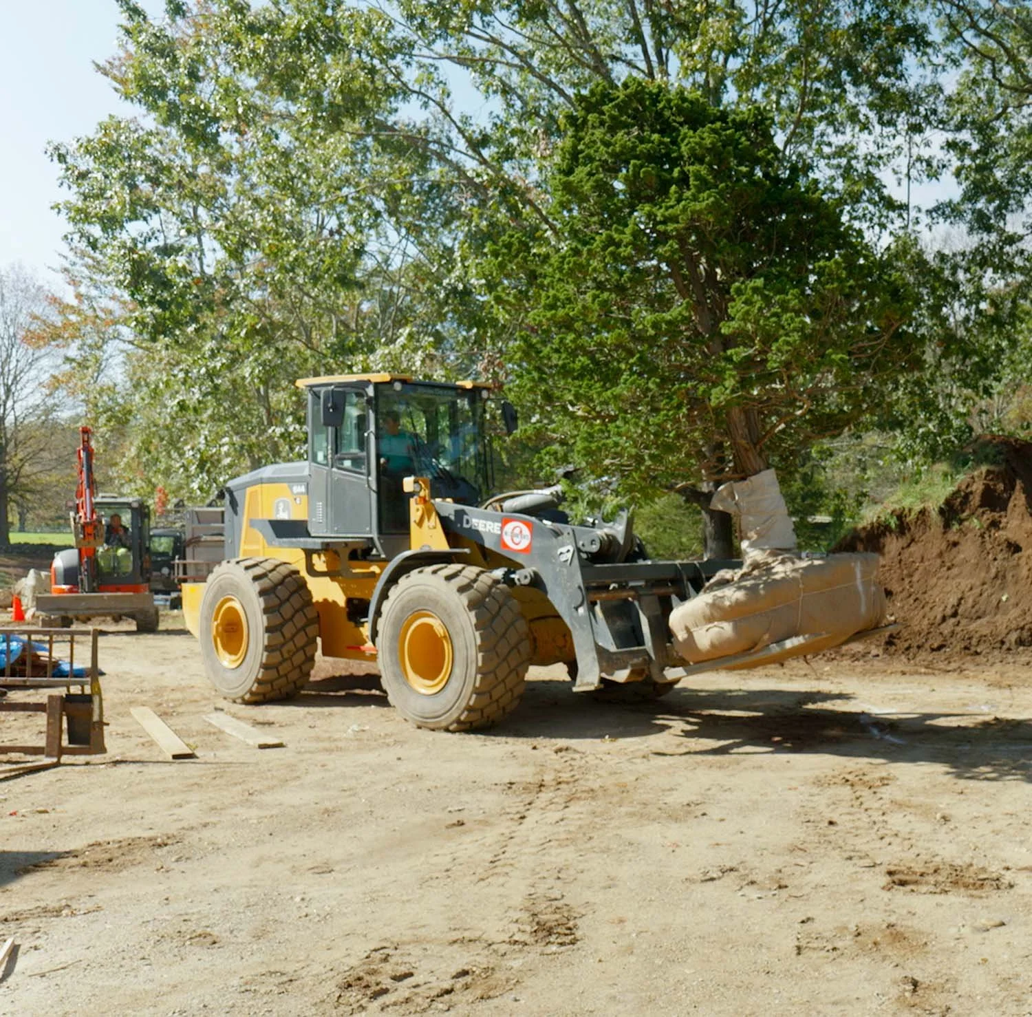 Large Specimen Hinoki tree lifted by front end loader in Bedford, NY