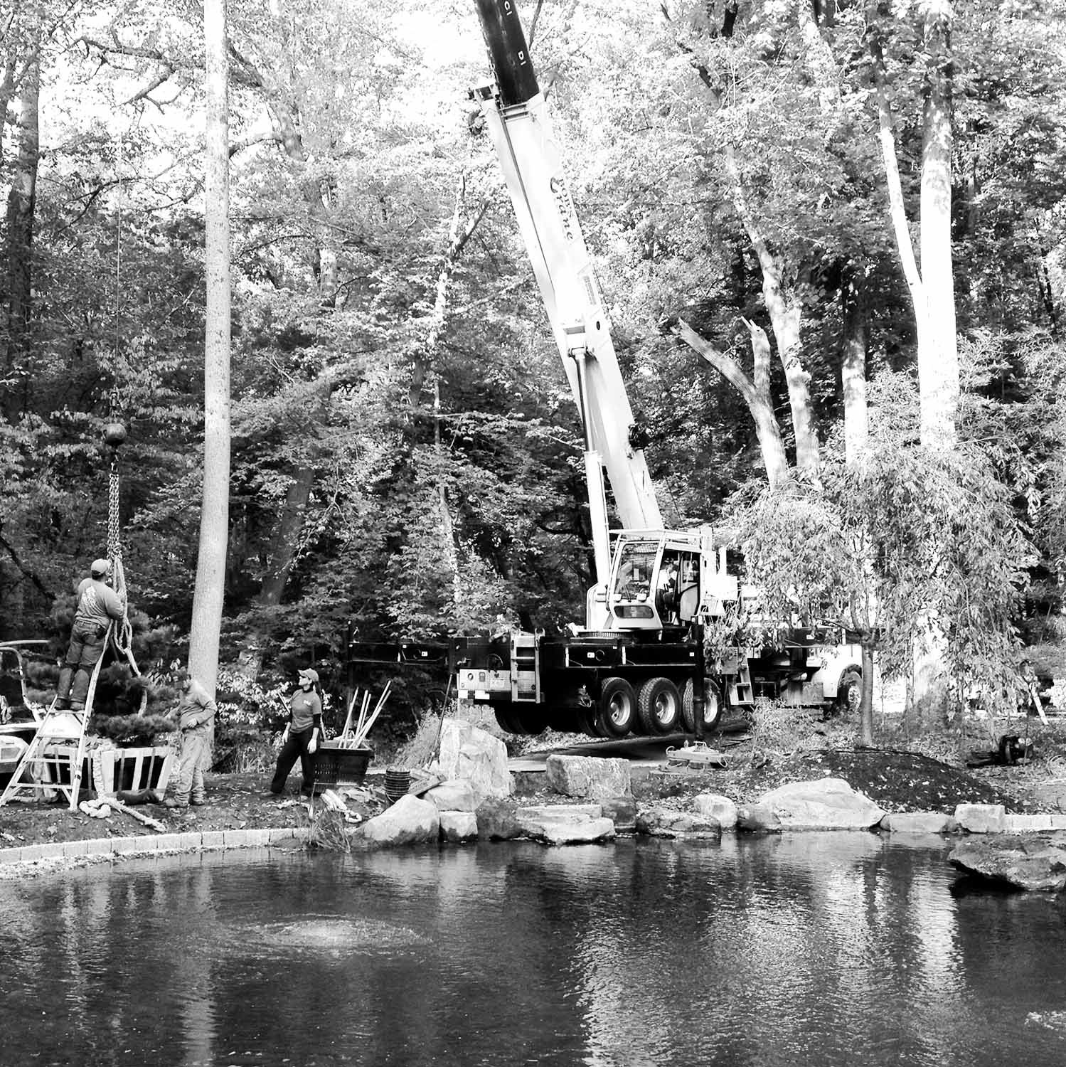 Using a crane to lift a Specimen black pine onto an island in a Japanese pond garden